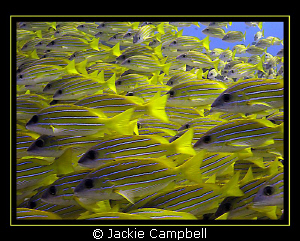 School of blue lined snapper.
Canon S90, Inon wide angle... by Jackie Campbell 